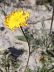 Cotula duckittiae