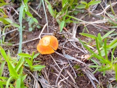 Marasmius vagus