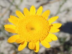 Cotula duckittiae
