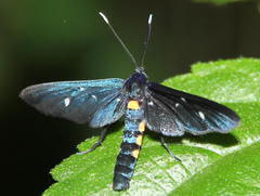 Amata pseudosimplex