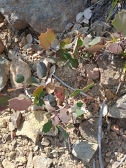 Berberis pumila