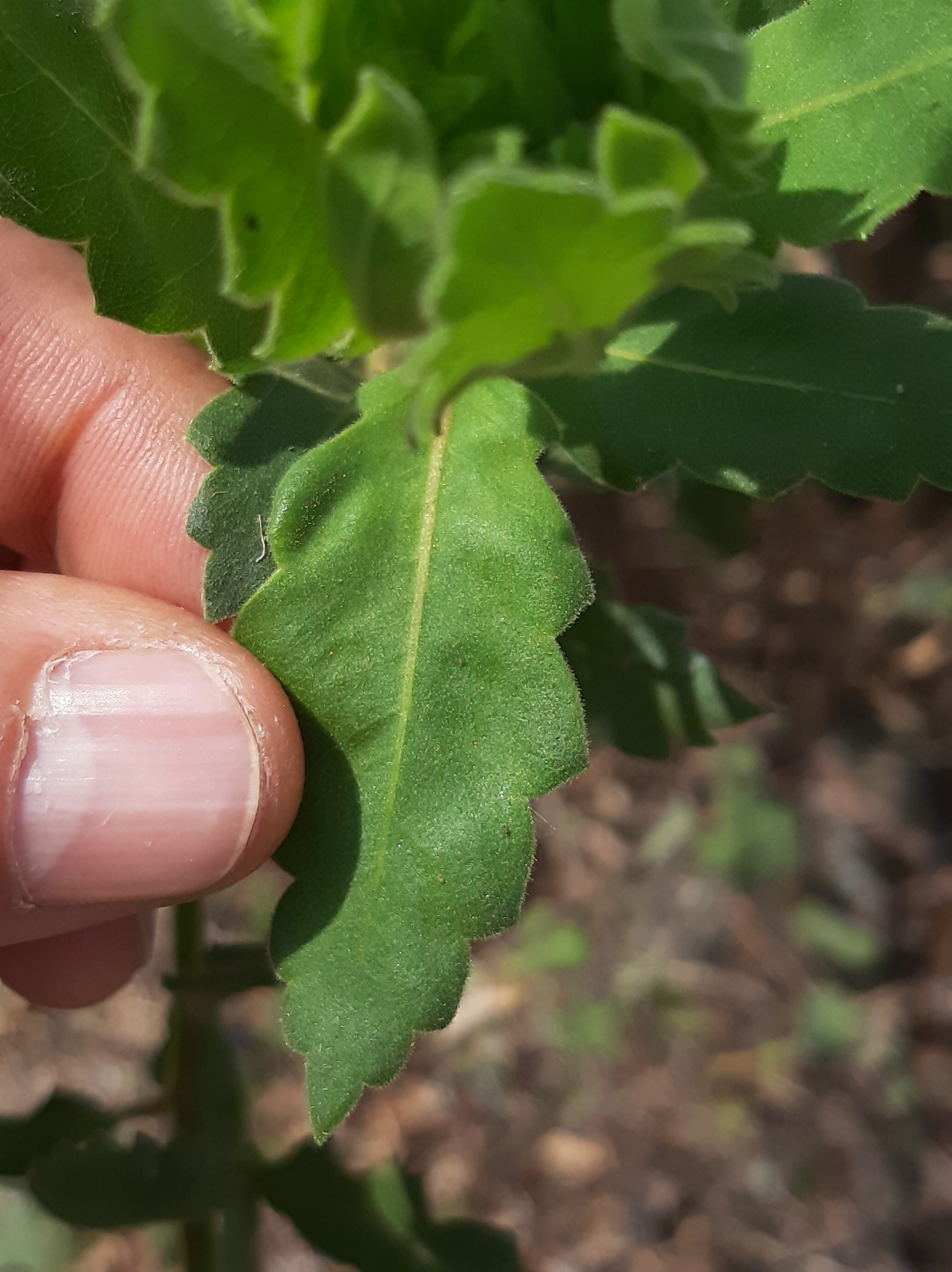 Cantua quercifolia image