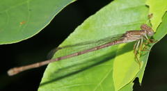 Ceriagrion