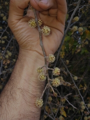 Coccoloba argentinensis