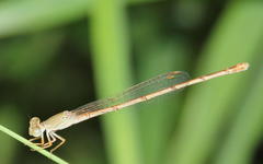 Ceriagrion