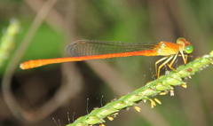 Ceriagrion