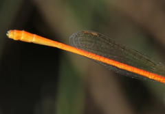 Ceriagrion
