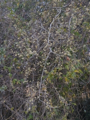 Coccoloba argentinensis