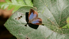 Arhopala japonica