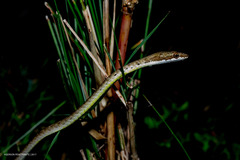 Dryophiops philippina