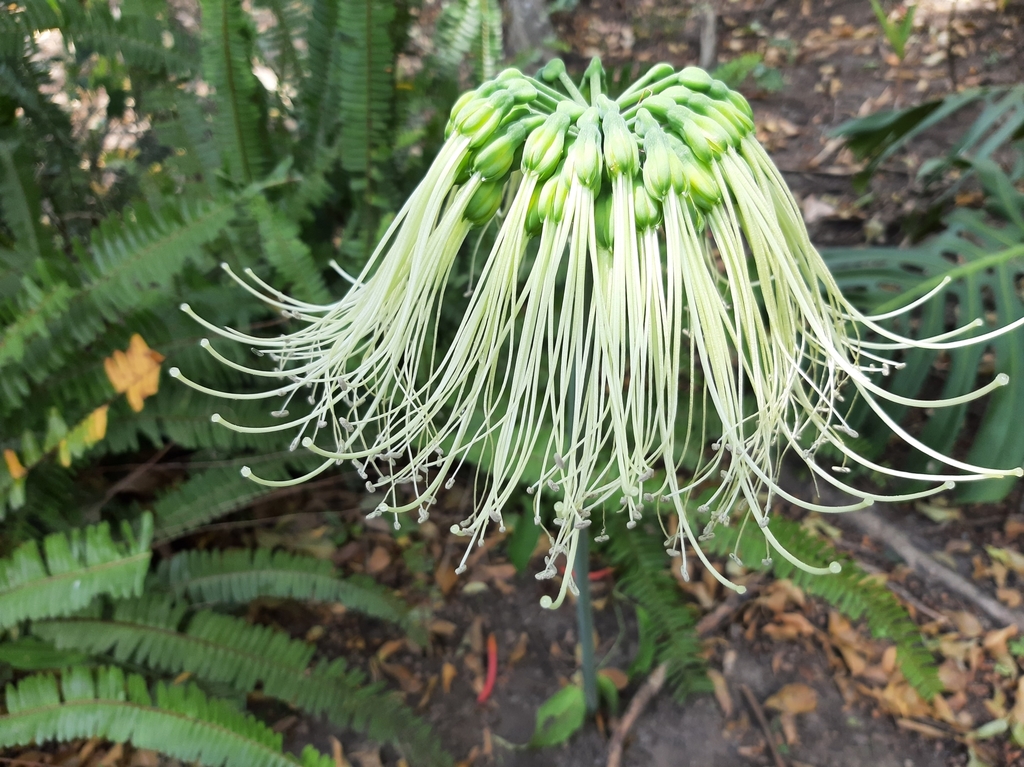 Eucrosia mirabilis