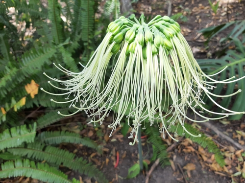 Eucrosia mirabilis image