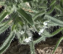 Johnstonella