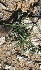 Johnstonella