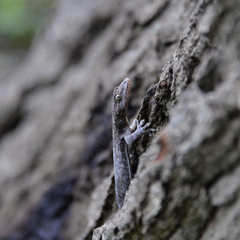 Gekko japonicus