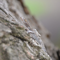 Gekko japonicus