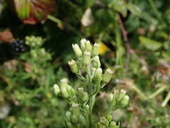 Erigeron sumatrensis