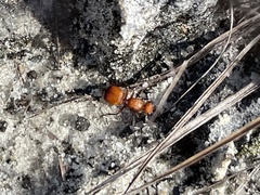 Pseudomethoca sanbornii