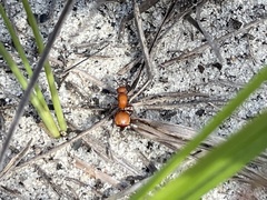 Pseudomethoca sanbornii