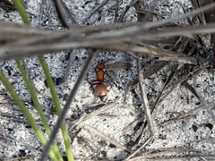 Pseudomethoca sanbornii