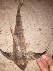 Loricaria apeltogaster