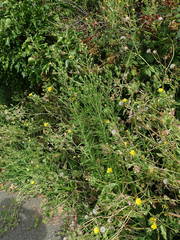 Erigeron sumatrensis