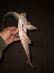 Loricaria apeltogaster