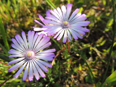 Lampranthus peacockiae