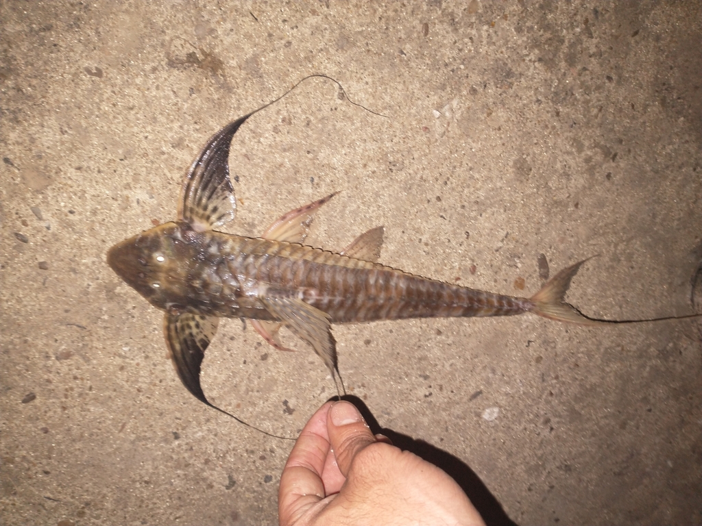 Paraguay Whiptail Catfish