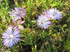 Lampranthus peacockiae