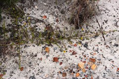 Aspalathus crassisepala