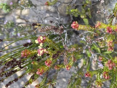 Passerina galpinii