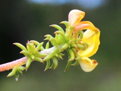 Aspalathus crassisepala