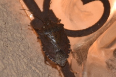 Halyomorpha halys