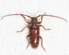 Eupogonius tomentosus