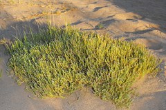 Lepidium englerianum