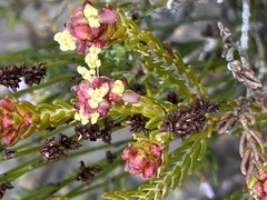 Passerina galpinii