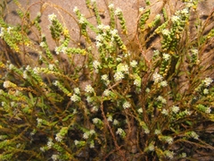 Lepidium englerianum