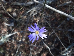 Onoseris speciosa