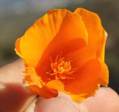 Eschscholzia californica californica