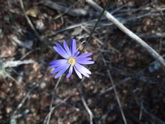 Onoseris speciosa