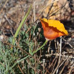 Eschscholzia californica californica