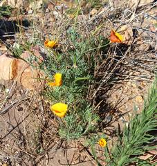 Eschscholzia californica californica