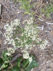 Eupatorium hyssopifolium hyssopifolium