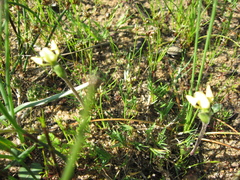 Disperis villosa