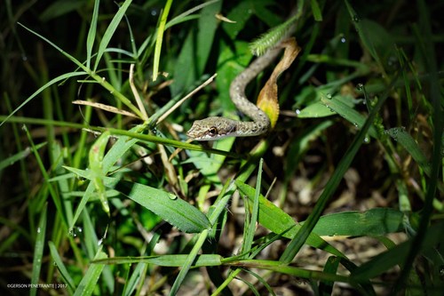 Photo of a Philippine Dryophiops (Dryophiops philippina)
