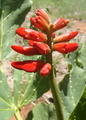 Erythrina zeyheri