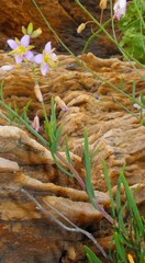 Heliophila cornuta squamata