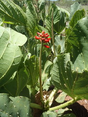 Erythrina zeyheri