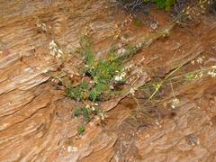 Heliophila cornuta squamata